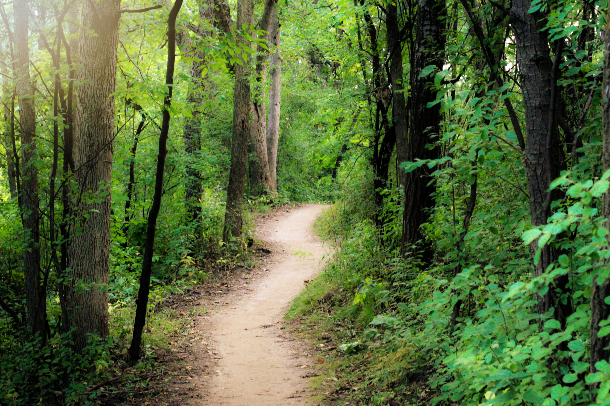 Winding path through green forest